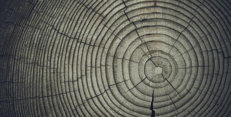 Fototapeta premium Wall of the rural house made from wooden logs. Wooden background. 