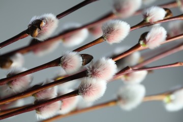 Catkins © Henri Koskinen