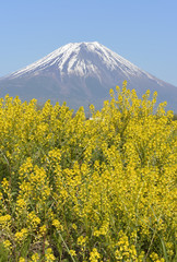 富士山と麓に咲くキカラシ