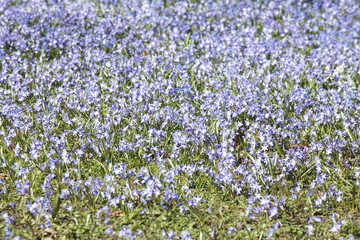 Fototapeta premium Blausternblüte