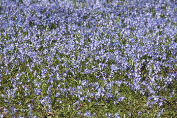 Blausternblüte
