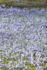 Obraz premium Blausternblüte