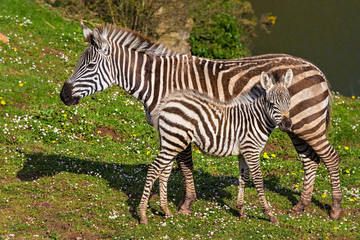 Fototapeta na wymiar Zebra and calf 