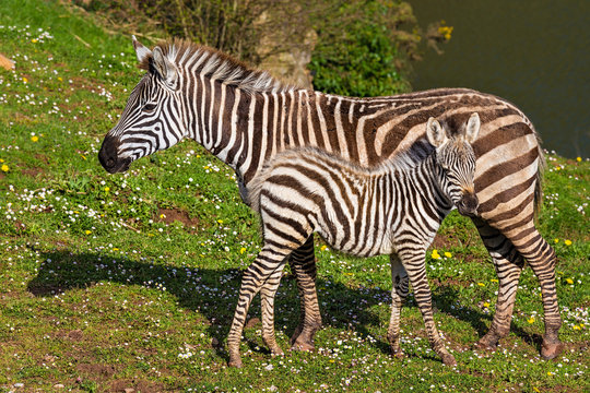 Zebra and calf 