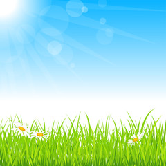 Fototapeta na wymiar Green grass with camomile and blue sky.
