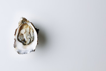 Open oyster on white background - obrazy, fototapety, plakaty