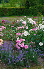 lavender and roses in garden