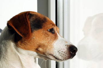 Dog Jack Russell Terrier looking on the window. Dog watch over world through the window. Sad dog. Autumn melancholy. Dog is home alone and bored