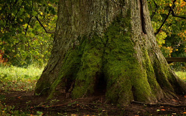 Brown, thick, big with green moss tree in the forest