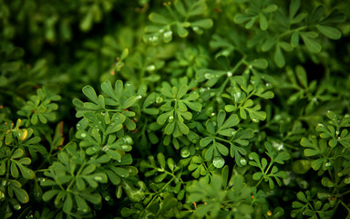 Fototapeta na wymiar Green leaves with water drops