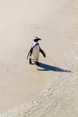 An African Penguin