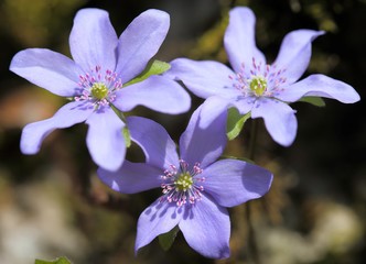 Anemone hepatica
