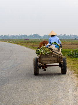 A farmer in hat on ox cart