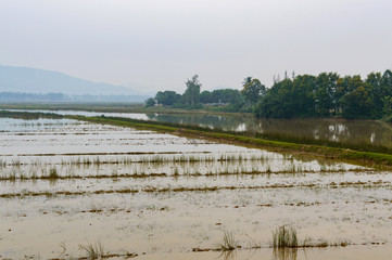 Rice fields, began to grow