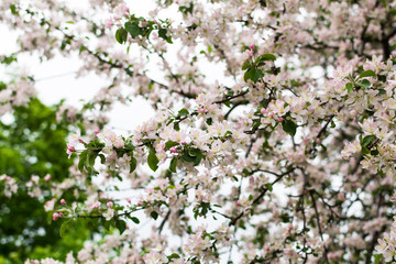 Branches of apple-tree in reach bloom. A plenty of white and rose apple blossoming at spring.