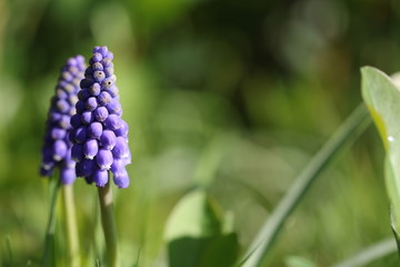 muscari