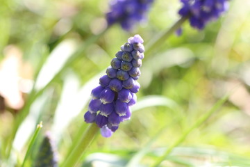 muscari