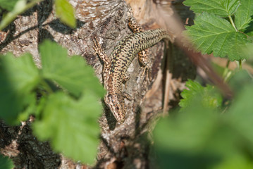 lucertola su un albero