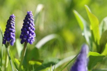 muscari