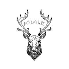 Hand drawn vector wild forest illustration