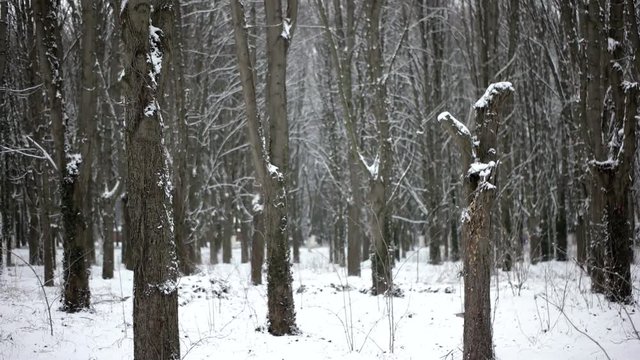 Pov Side View of Walking by Snow-Covered Parck Forest Walkway. Gimbal Stabilized