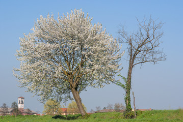 Naklejka premium albero in primavera.