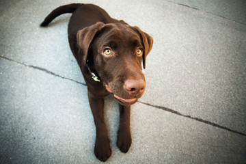 Chocolate young labrador retriever dog