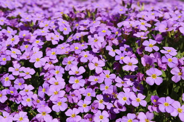 Griechisches Blaukissen  (Aubrieta deltoidea)