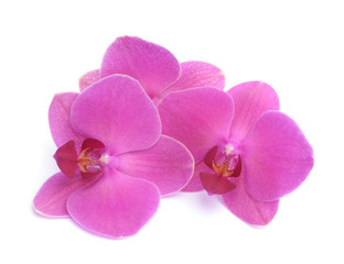 Obraz na płótnie Canvas purple orchids