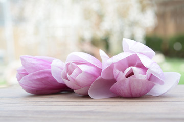 Obraz na płótnie Canvas Magnolia flowers