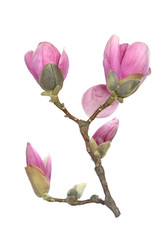Fototapeta premium magnolia flower