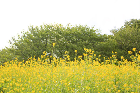 菜の花