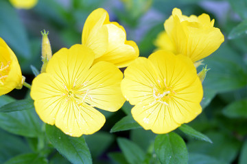  yellow primrose