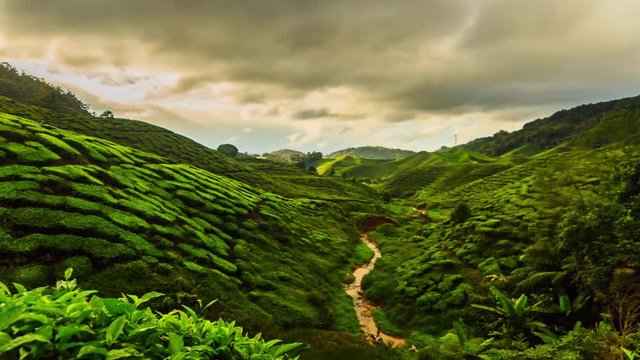 Colored clouds flying above the tea plantations in the early morning

