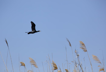 Cormorant on a tree branch in spring. Astrakhan region. Russia.