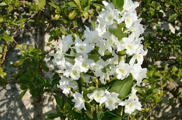 Orchid&eacute;e Dendrobium Nobile blanche