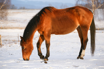 Horse in winter on pasture