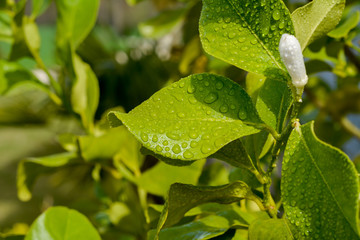 Blatt vom Zitronenbaum mit Wassertropfen 