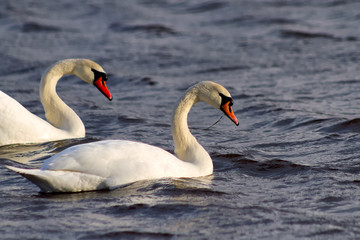 two swans i lake