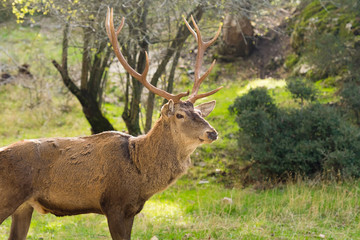 Naklejka na ściany i meble Male deer against the nature of Parnitha mountain in Greece. 