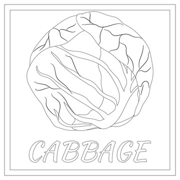 Cabbage. Page for coloring book. Doodle, zentangle design.Vegetables. Vector illustration. Black and White sample.