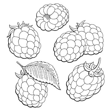 Raspberry graphic black white isolated sketch illustration vector