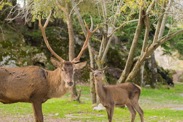 Male deer portrait with big horns at Parnitha mountain in Greece.
