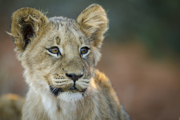 Naklejka na ściany i meble Lion (Panthera leo) cub. Northern Cape. South Africa.