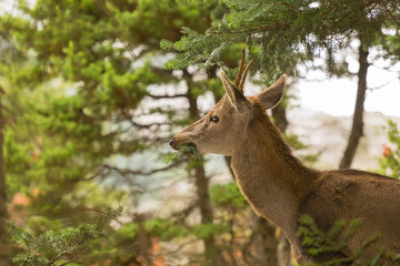Close up of a deer eating from a tree at Parnitha mountain in Greece.
