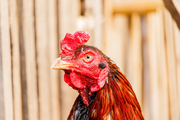 Chicken rooster head portrait closeup detail of farm poultry bird.