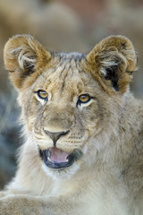 Lion (Panthera leo) cub. Northern Cape. South Africa.