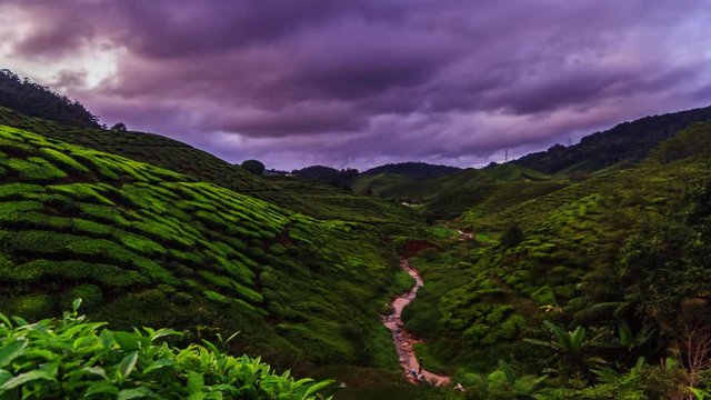 Colored clouds flying above the tea plantations in the early morning

