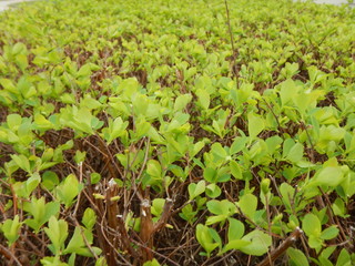 green plant in a fresh spring sun