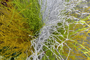 green plant in a fresh spring sun